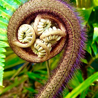 Cibotium Hawaiian Menzies 